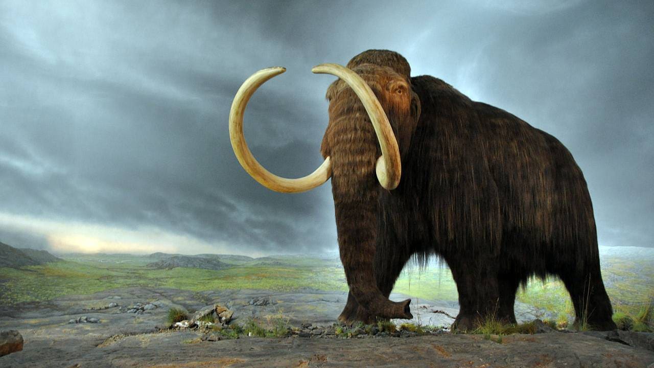 The bones and faeces of a woolly mammoth has been discovered from a shallow lake in Siberia. Image credit: Wikipedia 