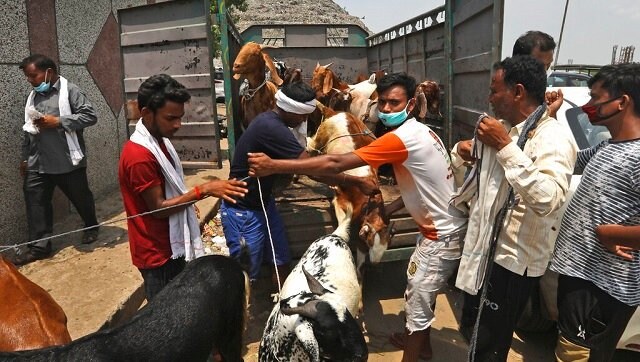 The restrictions also had a severe effect on people's livelihood, which was visible in the lacklustre sale of livestock during the festival. Mohammad Izhaar, a goat seller in Delhi, told new agency PTI that he sells 15-20 goats for the festival every year but this year, he has sold only four, that too at a loss. AP The restrictions also had a severe effect on people's livelihood, which was visible in the lacklustre sale of livestock during the festival. Mohammad Izhaar, a goat seller in Delhi, told new agency PTI that he sells 15-20 goats for the festival every year but this year, he has sold only four, that too at a loss. AP