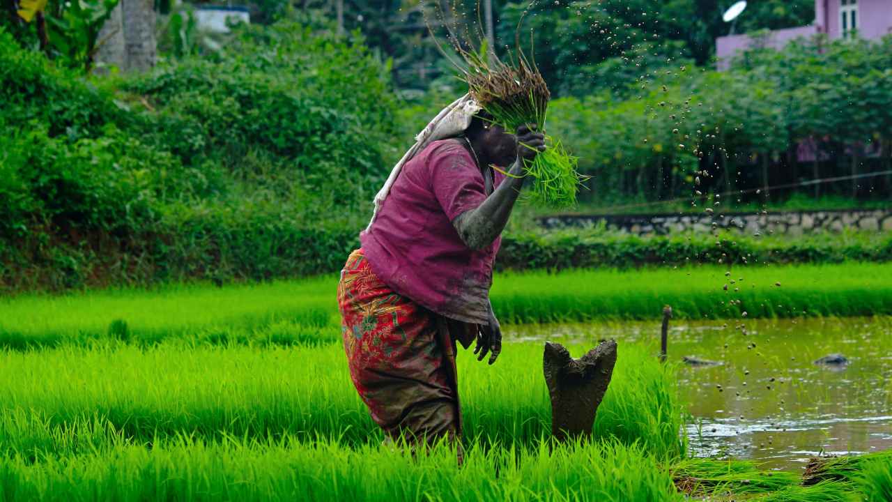 Intensive agriculture raises future pandemic risk, with animals and people in close contact: Study