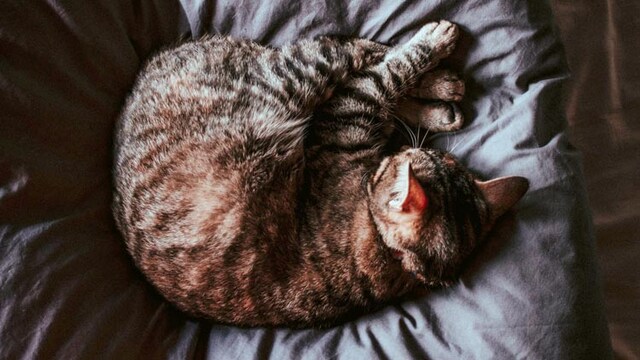 The best beds for pets The best beds for pets