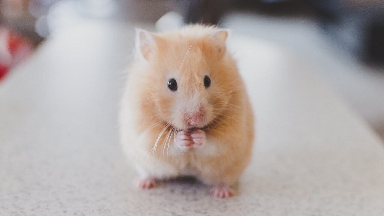 The researchers chose to hose to test on hamsters as they develop a lung pathology similar to a mild covid-19 infection in humans.