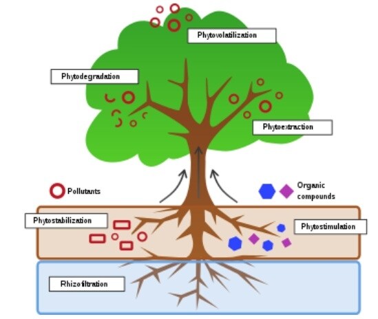 Phytoremediation. Image: Author provided