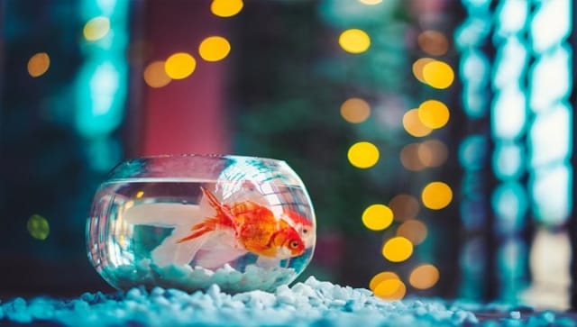 Aquarium tanks for small fishes Aquarium tanks for small fishes