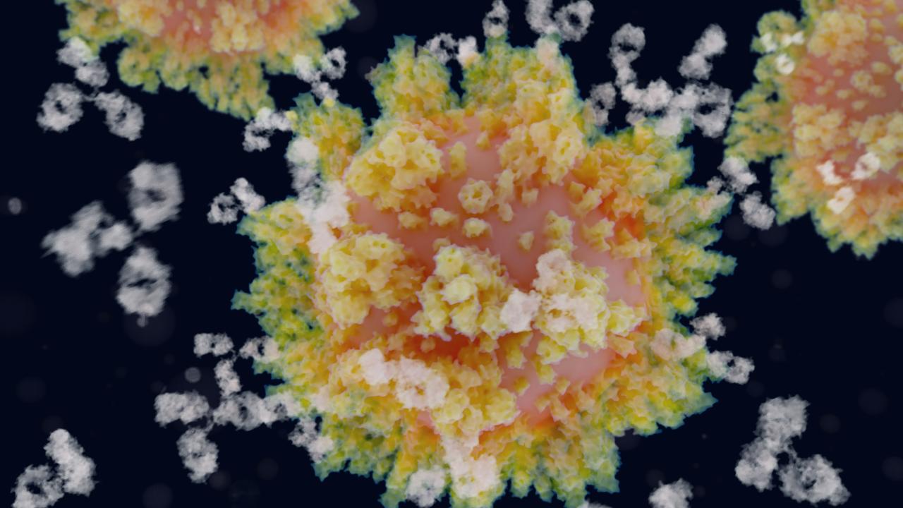 When antibodies (white) bind to the spike proteins covering the surface of the virus, SARS-CoV-2 can no longer infect human cells. JUAN GAERTNER/SCIENCE PHOTO LIBRARY/Getty Images