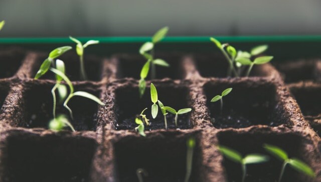 Top fertilizers for a healthy home garden Top fertilizers for a healthy home garden