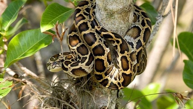 Watch: Florida biologists capture massive 100 kg Burmese python with 122 eggs