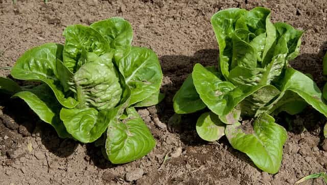 Nutritionist decodes health benefits of consuming green leafy vegetables, baby greens and microgreens Nutritionist decodes health benefits of consuming green leafy vegetables, baby greens and microgreens