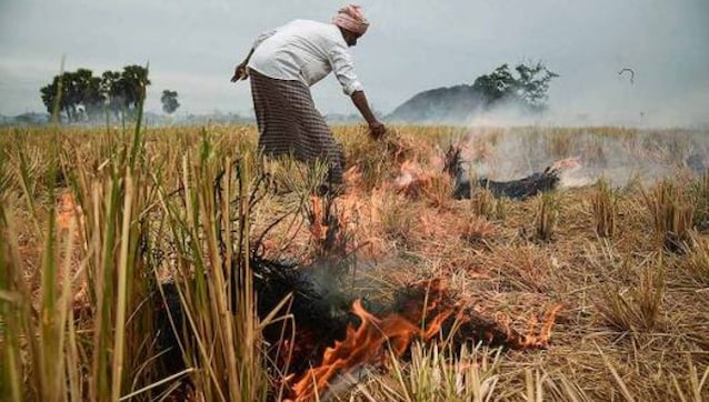 Agitating farmers insist on legalising parali but rampant stubble burning violates Article 21 Agitating farmers insist on legalising parali but rampant stubble burning violates Article 21
