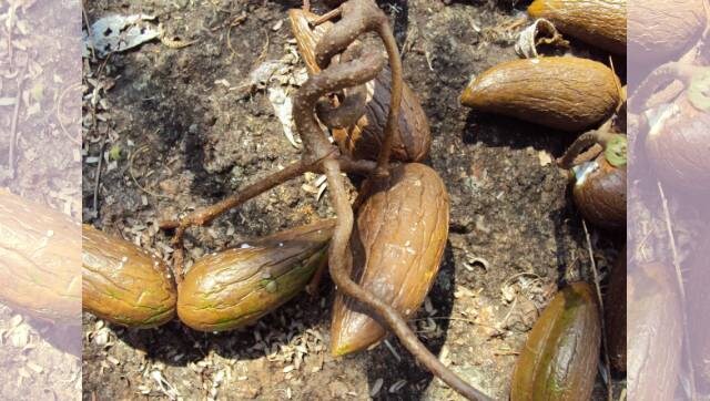 Forgotten Food: The Decalepis hamiltonii represents India's bounty of plant wealth, and the challenges facing it
