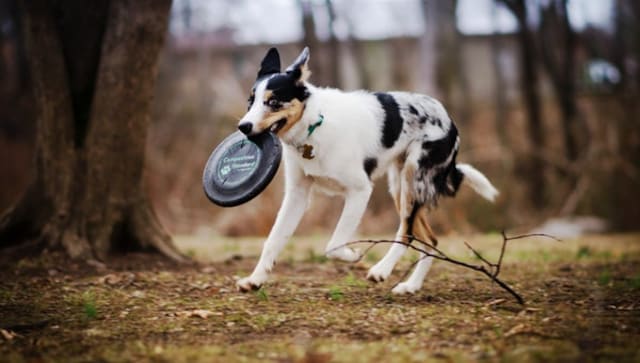 Best frisbees for your dogs Best frisbees for your dogs