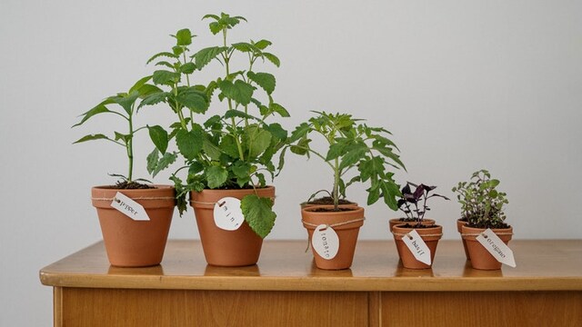 Artificial plants to decorate your home Artificial plants to decorate your home