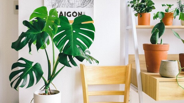 Artificial plants to increase your green quotient at home Artificial plants to increase your green quotient at home