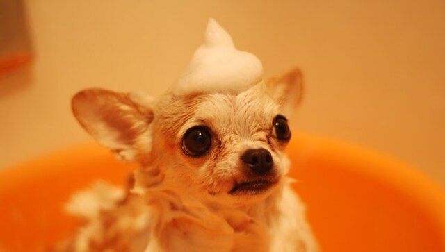 Best tick shampoos for dogs Best tick shampoos for dogs