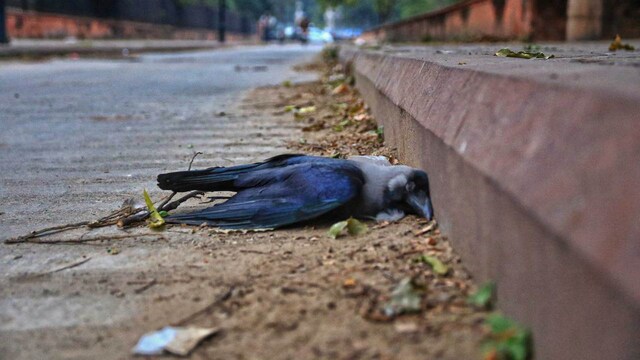 Bird flu scare: Nearly 200 birds including crows, pigeons found dead in Dehradun, Rishikesh