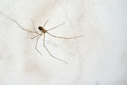 Best electronic pest repellents to maintain hygiene Best electronic pest repellents to maintain hygiene