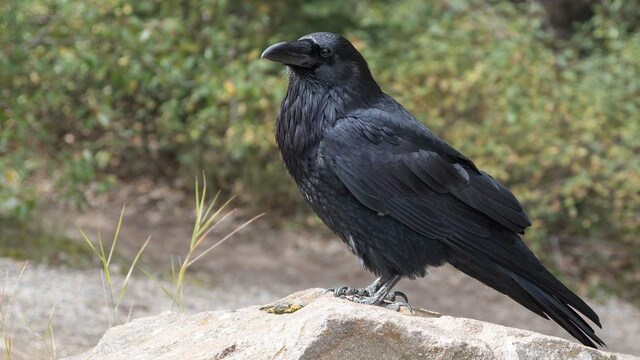 Bird flu scare in Karnataka following death of six crows, samples sent for testing