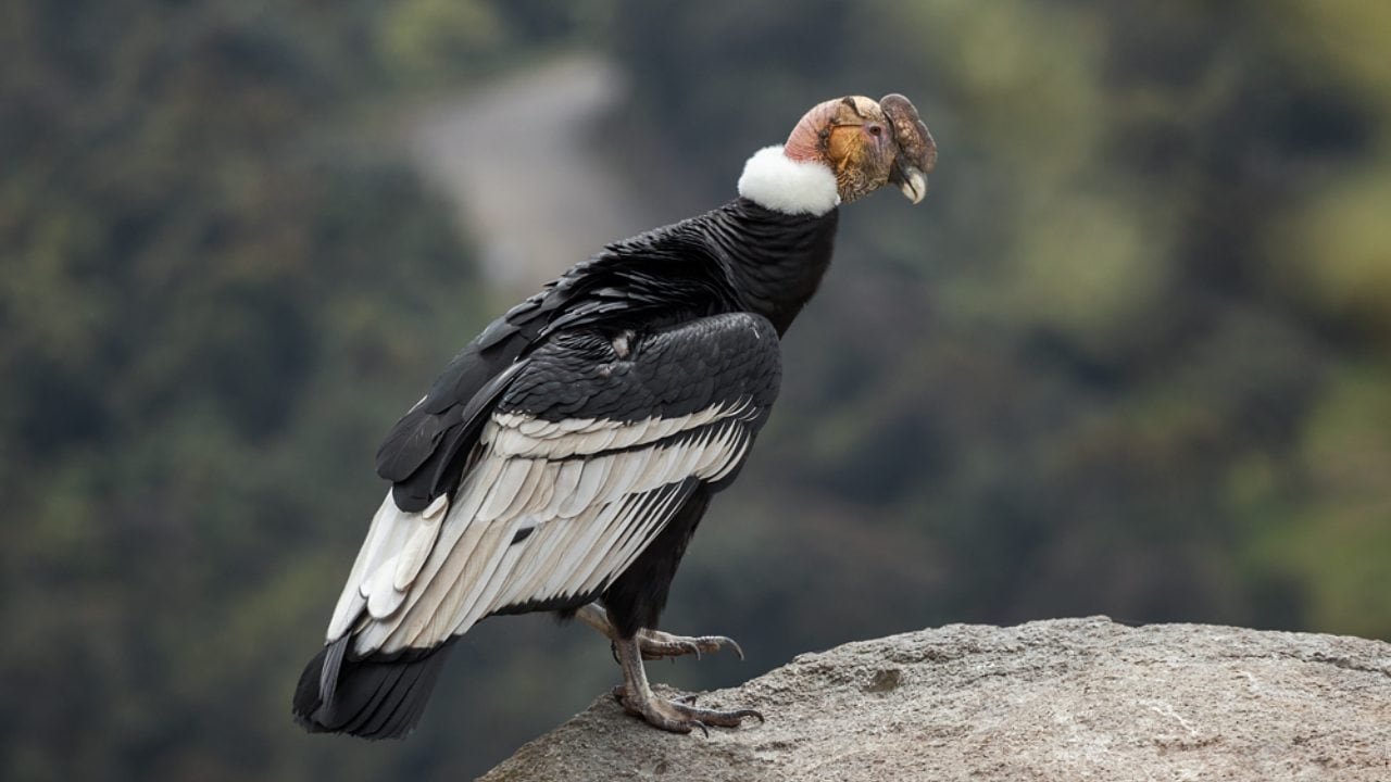  Biologists, ingenious people flock together to save the endangered Colombian condor
