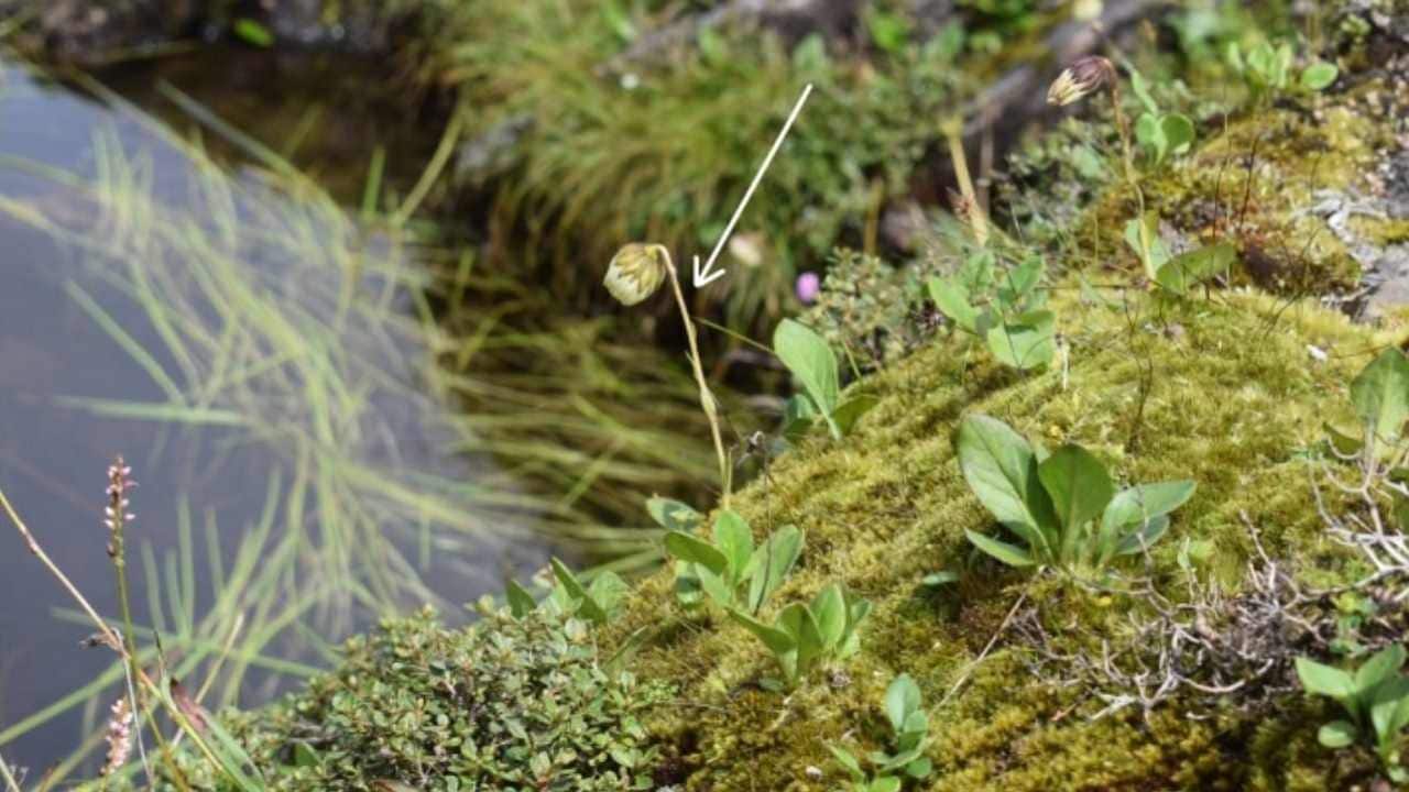  New species of alpine plant discovered, endemic to Tawang district in Arunachal Pradesh