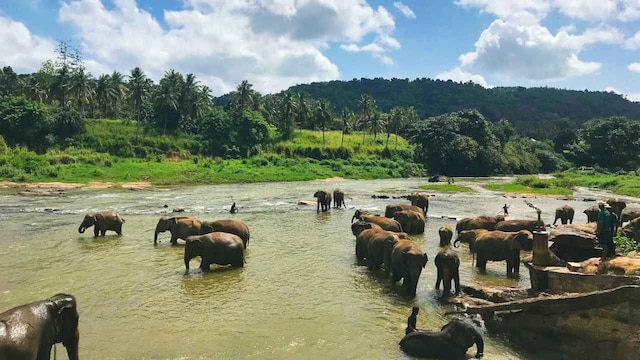 Five elephant deaths in 13 days at Odisha's Karlapat Sanctuary, authorities suspect water-borne infection