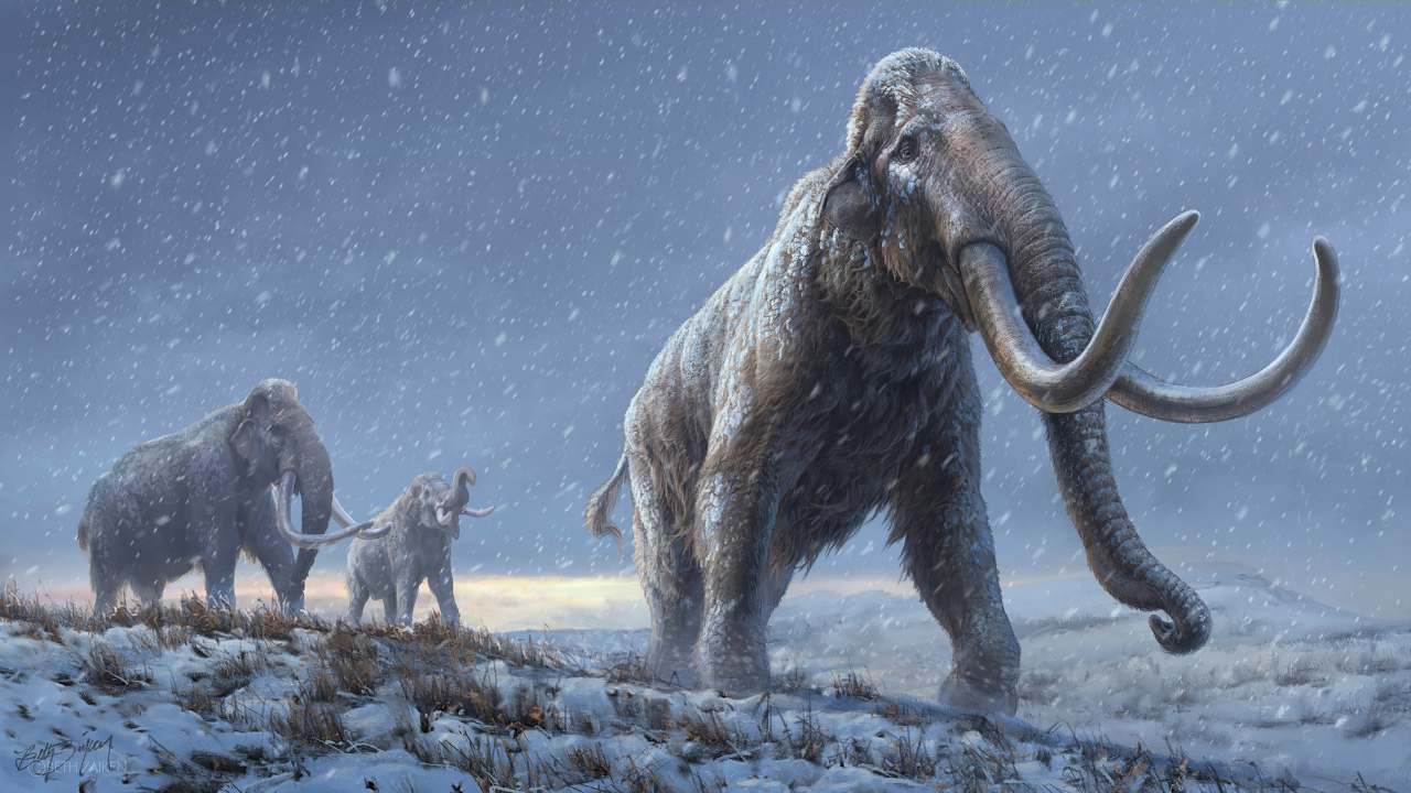  Scientists rewrite mammoths family tree using DNA from fossil thats more than one mn years old