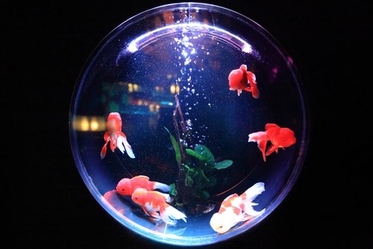 Aquarium air pumps for your fishy friends Aquarium air pumps for your fishy friends