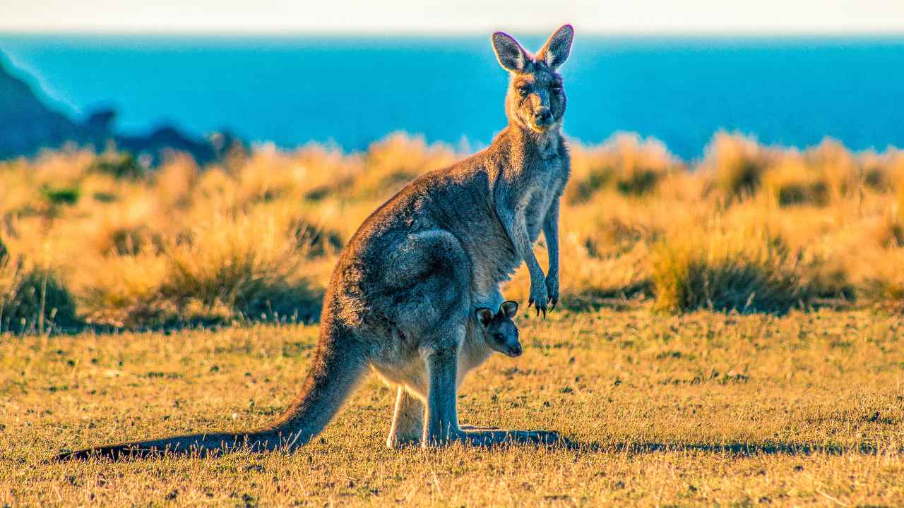  Fossil of extinct tree climbing kangaroo in Australia lived in a treeless plain