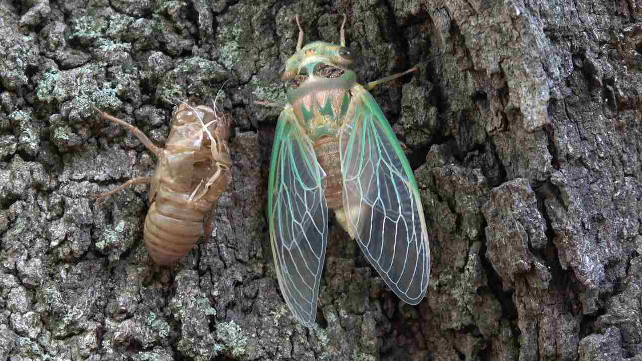  Brood X: Billions of cicadas to emerge after spending 17 years burrowed underground