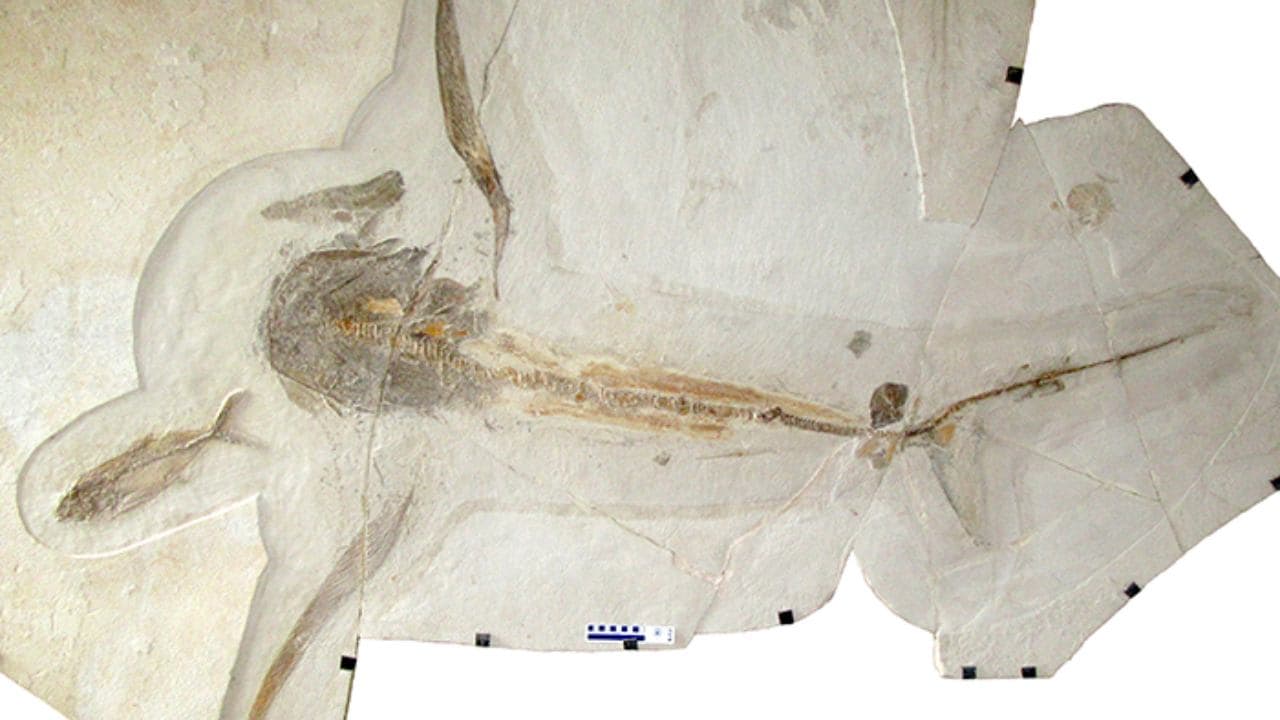 Fossil of the Aquilolamna milarcae shark found in the limestone of Vallecillo (Mexico). Image credit: Wolfgang Stinnesbeck