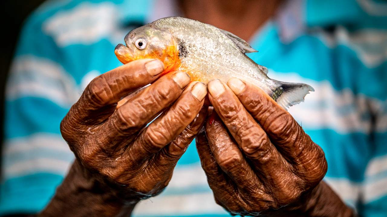  Worlds freshwater fisheries are under threat of extinction, finds WWF report