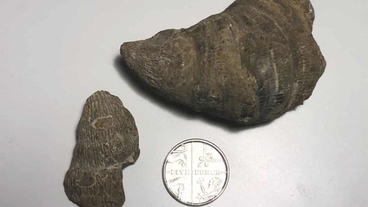  Six-year-old stumbles on coral fossil from million of years ago in England garden