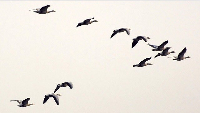 India's recent avian flu outbreak highlights environmental, animal-human interaction concerns India's recent avian flu outbreak highlights environmental, animal-human interaction concerns