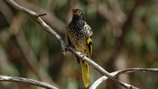 Endangered birds losing their songs make it tough to find mates, train their young, experts say Endangered birds losing their songs make it tough to find mates, train their young, experts say