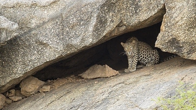 Unique cohabitation of humans and wildlife in Bera, Rajasthan, is brought into stunning focus in a new book