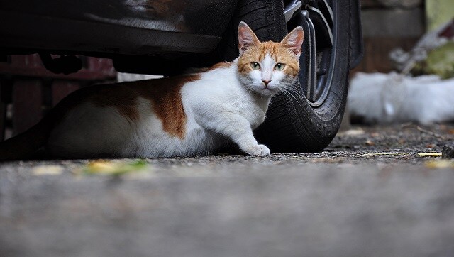 Bachi Karkaria's Tales from TJ Road: Notes on the stray cat as an immutable marker of urban life