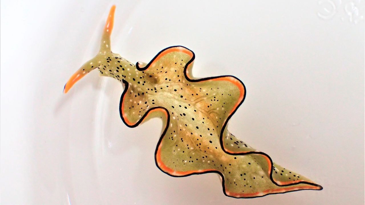  Wonder of nature: Some sea slugs decapitate themselves and grow their bodies back