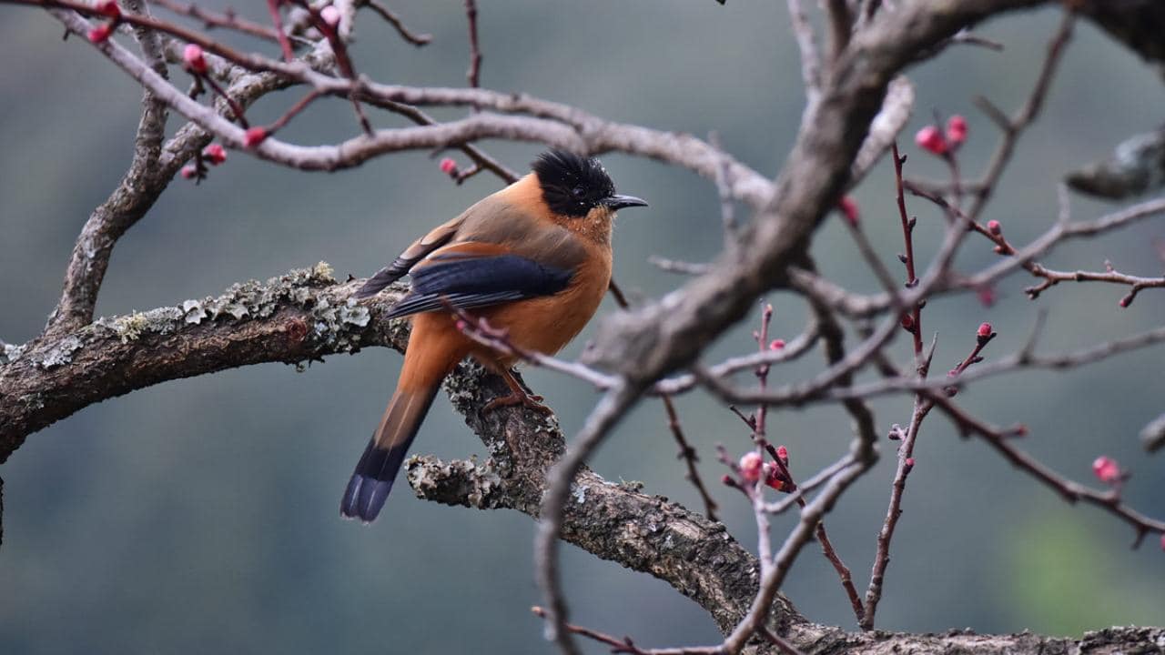 Rufous sibia, a forest specialist species, is under threat due to oak forest degradation. Photo by Jagdish Negi.