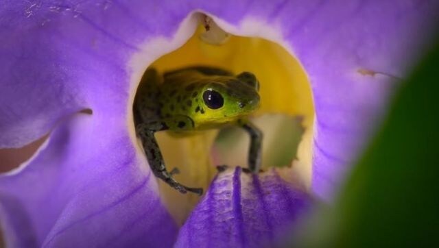 World Earth Day: With new technology, Netflix docu-series Life in Colour makes wildlife research accessible World Earth Day: With new technology, Netflix docu-series Life in Colour makes wildlife research accessible