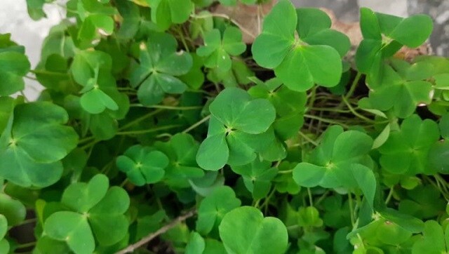 In Assam, locals struggle to find Bihu special greens owing to unplanned urbanisation, climate change In Assam, locals struggle to find Bihu special greens owing to unplanned urbanisation, climate change