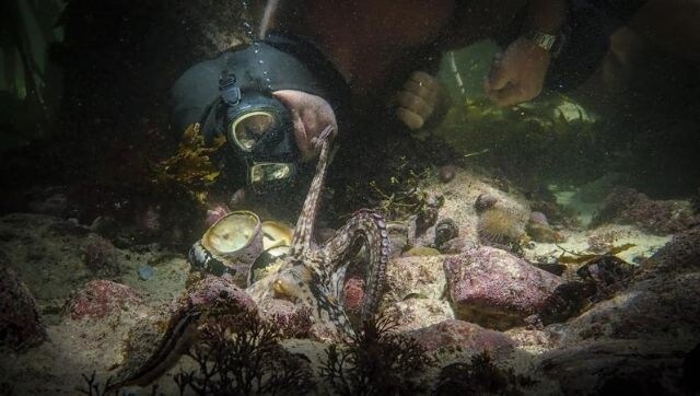 Oscars 2021: My Octopus Teacher, story of a female mollusk and her human companion, wins Best Documentary