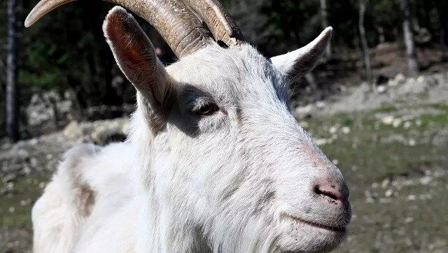 In Croatia, local authorities launch conservation programme to save indigenous Istrian goats