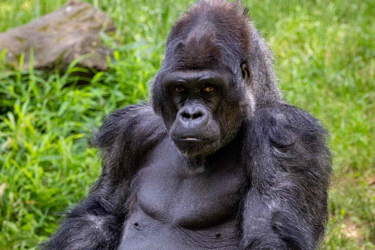  Gorillas chest thumping allows females, rivals know their size without seeing them
