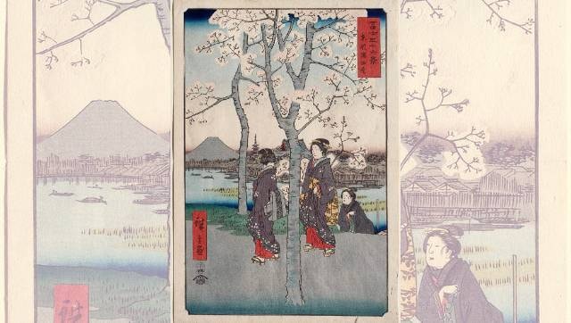 Japan's cherry blossom viewing parties: The history of chasing the fleeting beauty of sakura