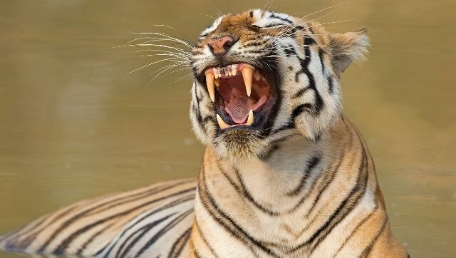 International Tigers Day: A look at wildlife photographers who captured the big cat in their cameras