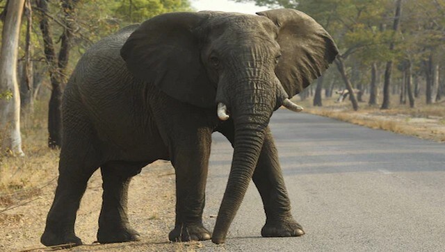 18 wild elephants killed by lightning strikes in Assam's Nagaon district, says senior forest department official