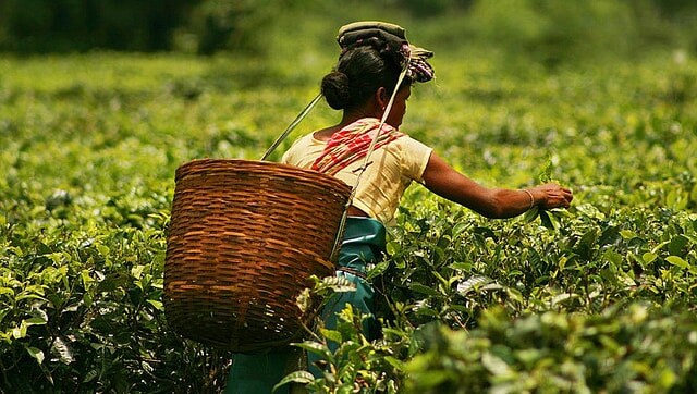 International Tea Day 2021: Significance and benefits of tea; all you need to know