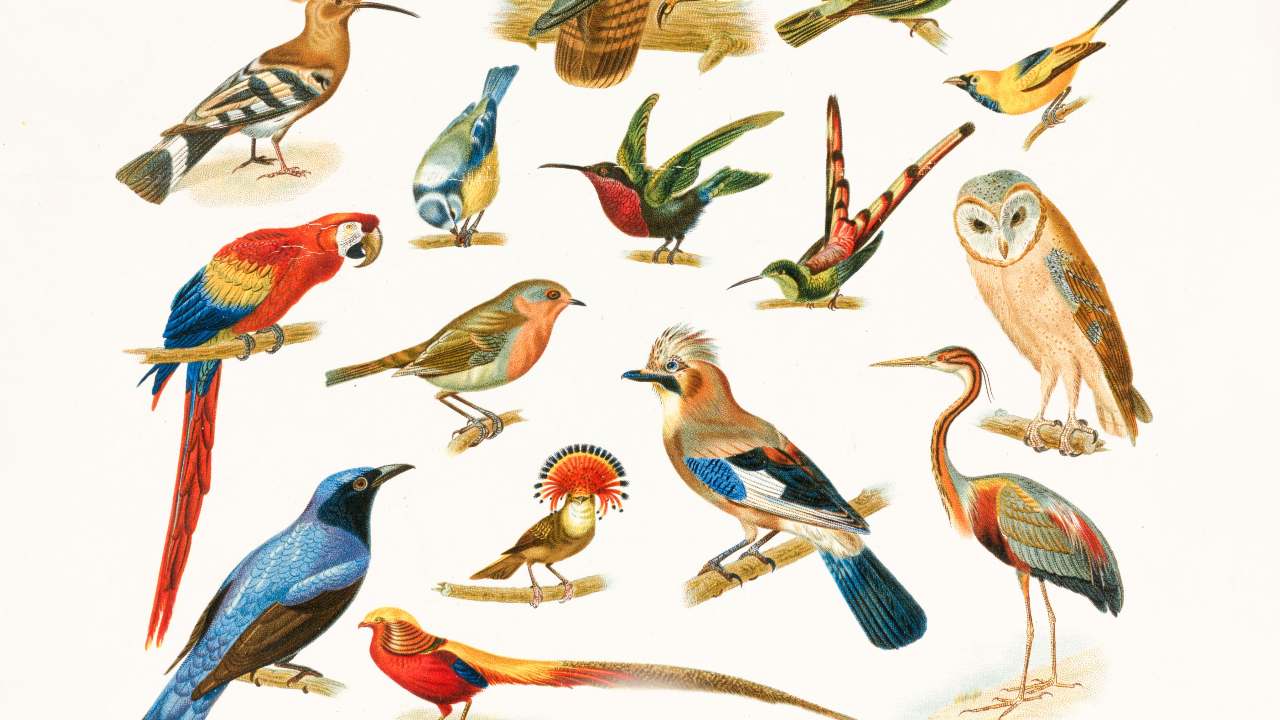 A study found that there are at least 50 billion wild birds that live on our planet and the number can go as high as 428 billion. 