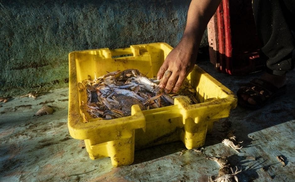 Gazans take pride in their seafood, and the return of fishing buoyed hopes that the ceasefire will hold. | In the picture: A fisherman sorts crabs on deck before delivering the haul to market in Gaza City on Sunday, 23 May, 2021. Photo via The Associated Press/John Minchillo