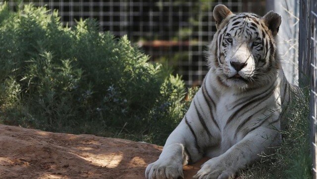 Last of big cats in zoo at centre of Tiger King controversy removed after court announcement about seizure of animals