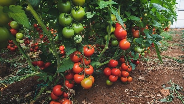 Five DIY tomato face masks you can use for your skincare regime Five DIY tomato face masks you can use for your skincare regime
