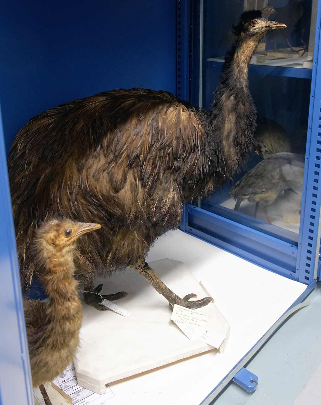 King Island emu (Dromaius novaehollandiae minor) in the collections of the French National Museum of Natural History. Image credit: Wikipedia Commons/Marie-Lan Taÿ Pamart  